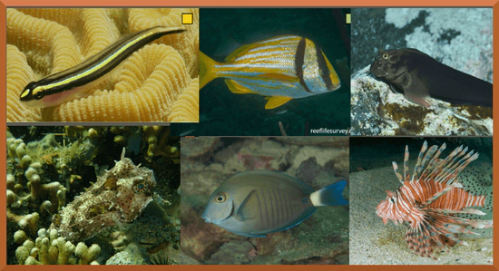 Fishes of the Caribbean coast of Panama