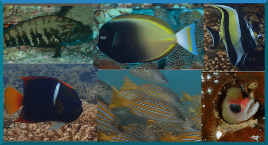 Fishes of the Eastern Pacific coast of Panama