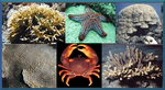 Corals & other macro-invertebrates of the Eastern Pacific coast of Panama