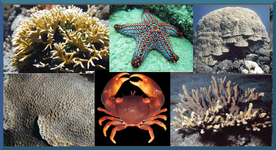 Corals & other macro-invertebrates of the Eastern Pacific coast of Panama