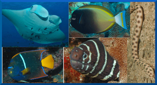Fishes of Coiba National Park