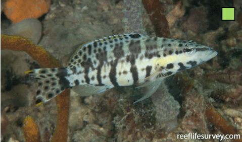 Serranus tigrinus Harlequin Bass WoRMS taxon details