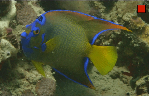 Holacanthus ciliaris Queen Angelfish WoRMS taxon details
