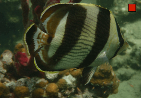 Chaetodon striatus Banded Butterflyfish WoRMS taxon details