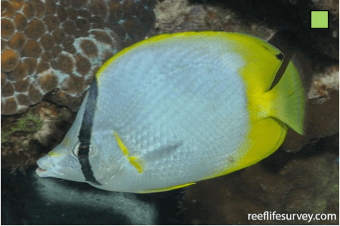 Chaetodon ocellatus Spotfin Butterflyfish WoRMS taxon details