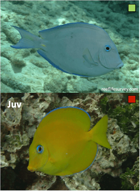 Acanthurus coeruleus Blue Tang Surgeonfish WoRMS taxon details