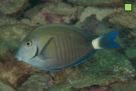 Acanthurus chirurgus Doctor Fish WoRMS taxon details