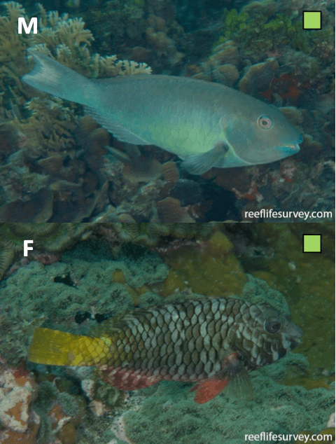 Sparisoma rubripinne Redfin Parrotfish WoRMS taxon details