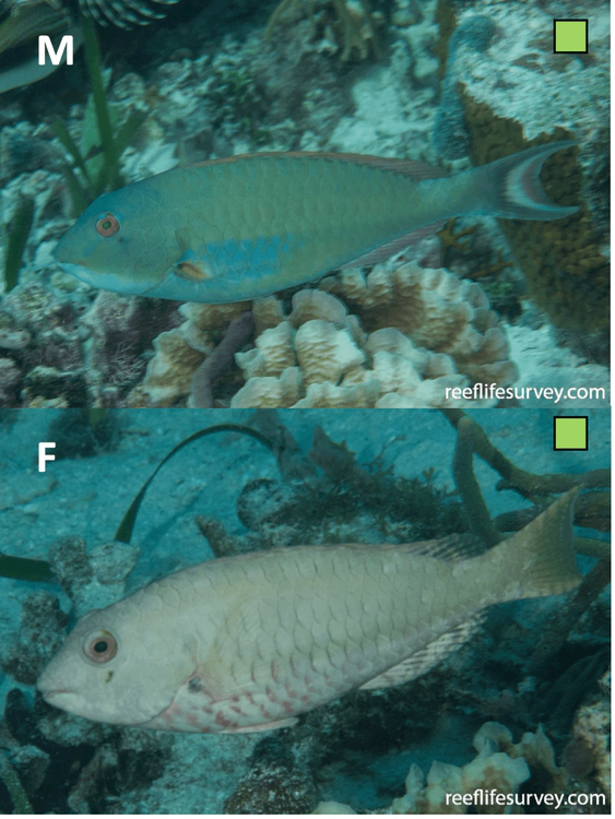Sparisoma chrysopterum Redtail Parrotfish WoRMS taxon details