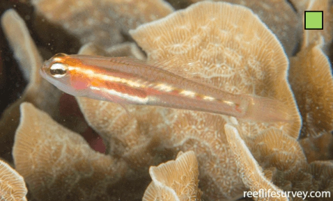 Coryphopterus personatus Masked Goby WoRMS taxon details