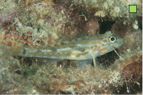 Coryphopterus eidolon Pallid Goby WoRMS taxon details