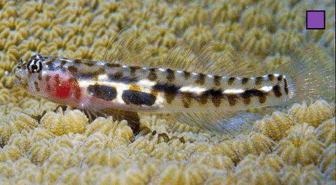 Lophogobius cyprinoides Crested Goby WoRMS taxon details