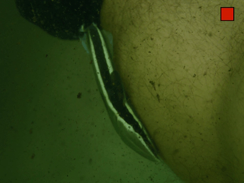 Echeneis neucratoides Whitefin Sharksucker WoRMS taxon details