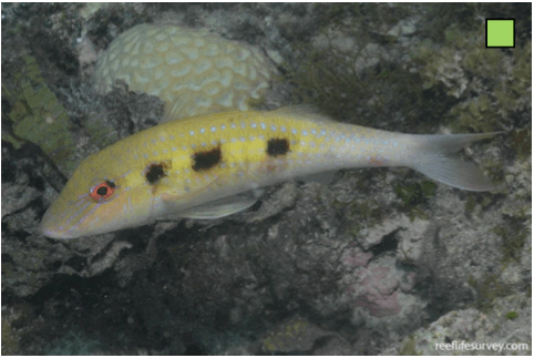Pseudupeneus maculatus Spotted Goatfish WoRMS taxon details