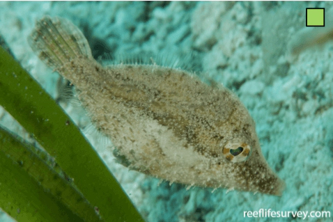 Monacanthus tuckeri Slender Filefish WoRMS taxon details