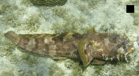 Amphichthys cryptocentrus Bacon Toadfish WoRMS taxon details