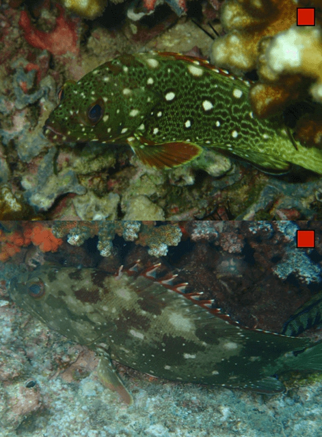 Epinephelus labriformis Starry Grouper WoRMS taxon details