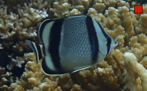 Chaetodon humeralis Threeband Butterflyfish WoRMS taxon details