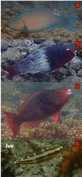 Scarus rubroviolaceus Ember Parrotfish WoRMS taxon details