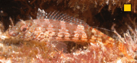 Malacoctenus ebisui Fishgod Blenny WoRMS taxon details