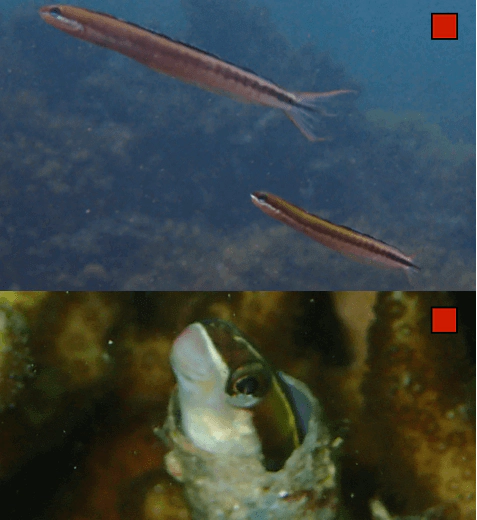 Plagiotremus azaleus Sabertooth Blenny WoRMS taxon details