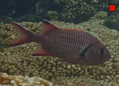 Myripristis berndti Bigscale Soldierfish WoRMS taxon details