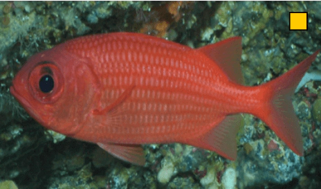 Myripristis leiognathus Panamic Soldierfish WoRMS taxon details