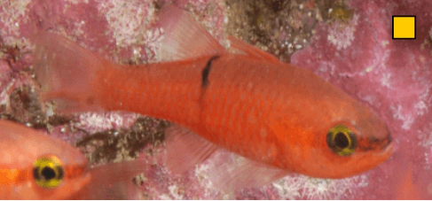Apogon pacificus Pink Cardinalfish WoRMS taxon details