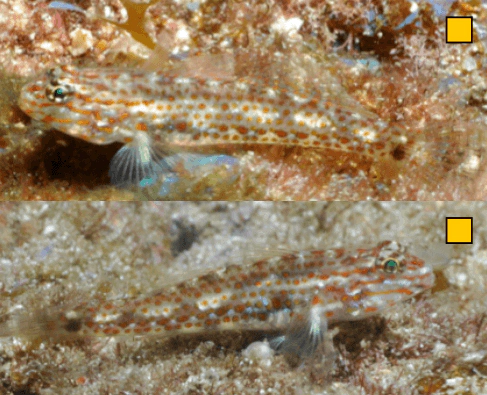 Coryphopterus urospilus Redlight Goby WoRMS taxon details