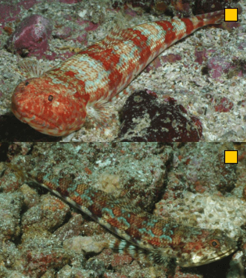 Synodus lacertinus Calico Lizardfish WoRMS taxon details