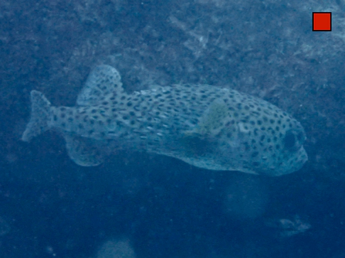 Diodon hystrix Spotted Porcupinefish WoRMS taxon details