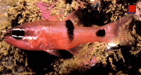 Apogon retrosella Barspot Cardinalfish WoRMS taxon details