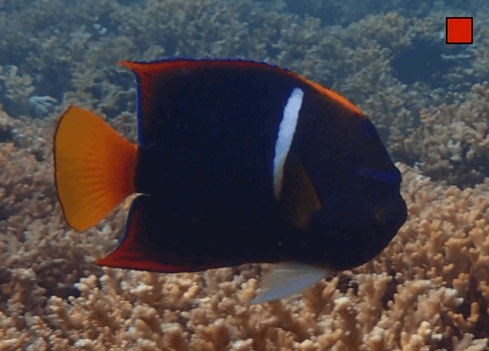 Holacanthus passer King Angelfish WoRMS taxon details
