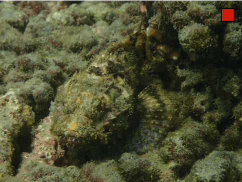 Scorpaena mystes Pacific Spotted Scorpionfish WoRMS taxon details