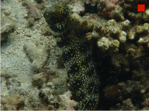Echidna nebulosa Clouded Moray WoRMS taxon details
