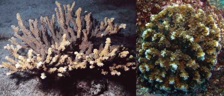 Pocillopora capitata Branches are tall and upright, cylindrical in section, flattened at the tip. Verrucae are elongate of irregular size and irregularly distributed. WoRMS taxon details