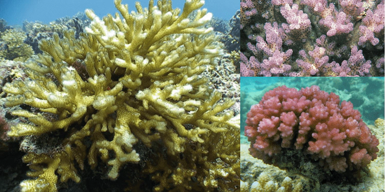 Pocillopora damicornisNo clear distinction between verrucae and branches. Colonies are compact when exposed, thin when protected WoRMS taxon details