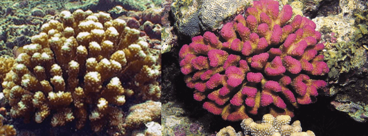 Pocillopora elegansColonies are often compact clumps composed of uniform, thick, upright branches with flattened ends. Verrucae are uniform, rounded and smooth. WoRMS taxon details