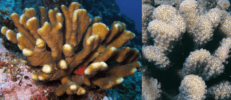 Pocillopora eydouxiStout, upright, flattened branches. Branches widely separated or compact when exposed. Verrucae are uniform in shape and spacing. WoRMS taxon details