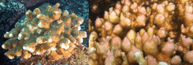 Pocillopora inflata (uncommon) Branches are short, irregular, swollen towards their tips. Verrucae are sparse, short or absent. WoRMS taxon details