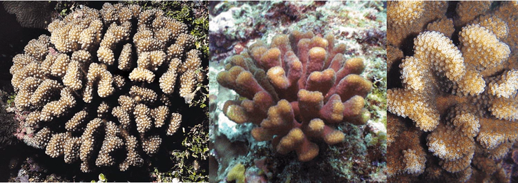 Pocillopora meandrina Branches radiate from initial point of growth. They are flattened, sometimes curved when viewed from above. Verrucae neat, uniform. WoRMS taxon details