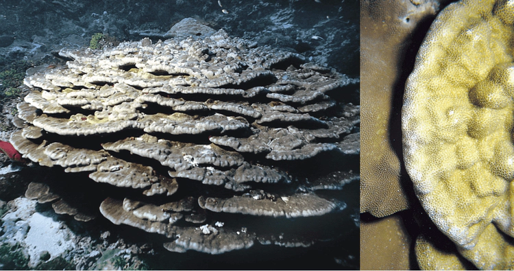 Porites arnaudiColonies are flat plates which may be arranged as tiers or whorls. Corallites are compact and deeply excavated. WoRMS taxon details