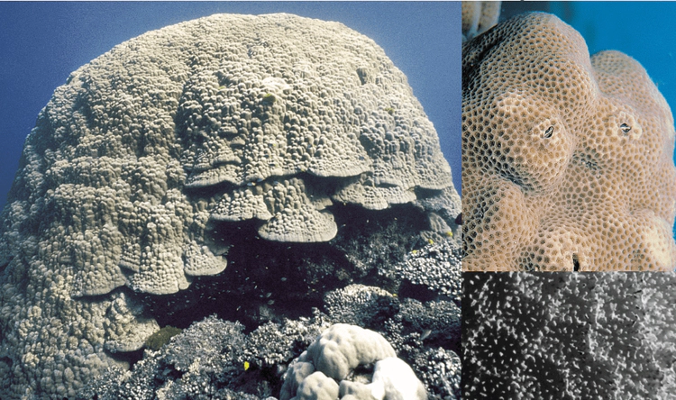 Porites lobataColonies are usually hemispherical or helmet-shaped and may be over four meters across. WoRMS taxon details
