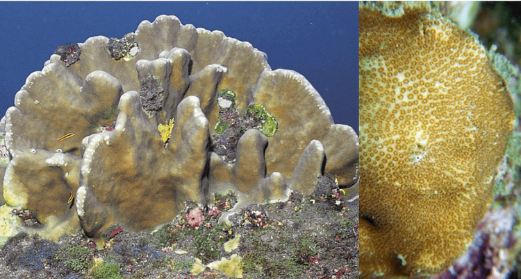 Porites panamensisColonies are lobed or form short branches. The surface is smooth to undulating. WoRMS taxon details