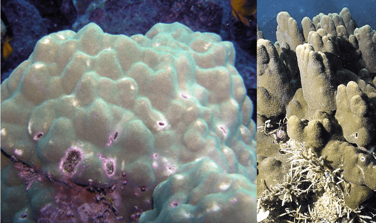 Porites evermanniColonies are massive with a tendency to form columns. Tentacles are usually extended during the day. WoRMS taxon details