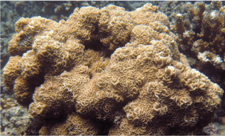 Pavona variansMassive, laminar or encrusting or a combination. Corallites in short irregular valleys, or aligned between ridges perpendicular to margins, or irregularly distributed. WoRMS taxon details