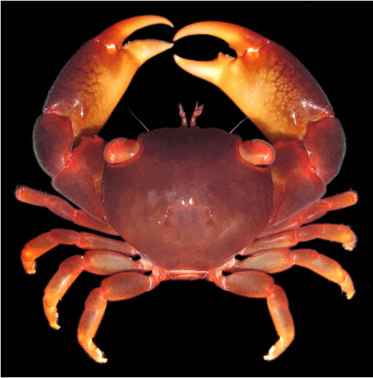 Trapezia digitalis (brown coral crab) Pocillopora sp. associate. WoRMS taxon details