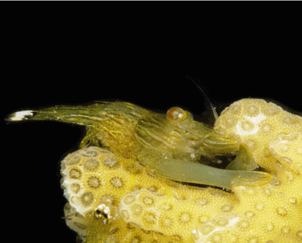 Harpiliopsis depressa Pocillopora sp. associate. WoRMS taxon details