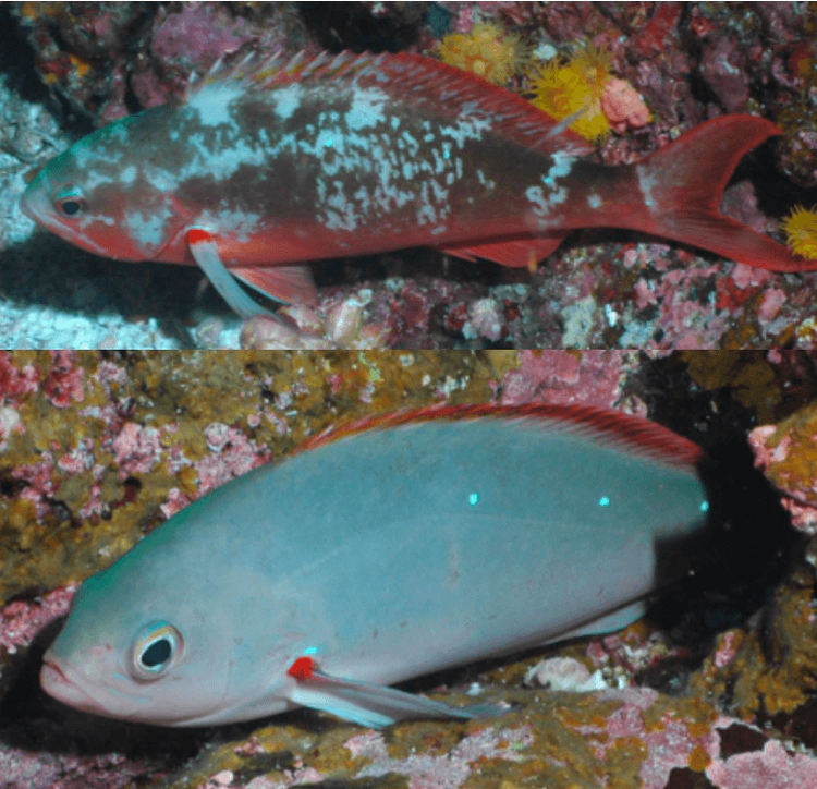 Paranthias colonus Pacific Creole-fish WoRMS taxon details