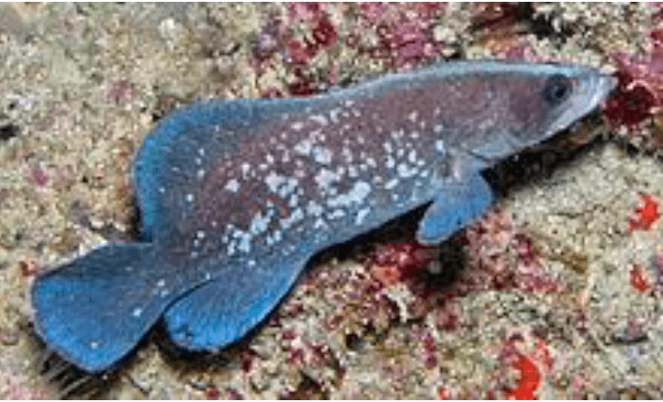 Rypticus nigripinnis Blackfin Soapfish WoRMS taxon details